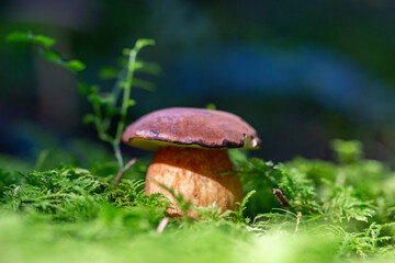 Imleria badia - edible mushroom. Fungus in the natural environment. example of bay bolete - Imleria...