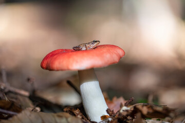 The little frog Common Frog (Rana temporaria) sits on a red mushroom in the woods. Wonderful wildlife scene. save wild nature concept