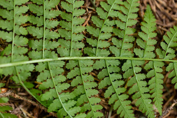 Dryopteris carthusiana (narrow buckler-fern) is a species of fern of the family Dryopteridaceae.