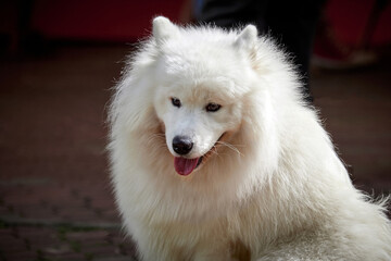 dog breed Samoyed Laika. Portrait of a white dog husky.