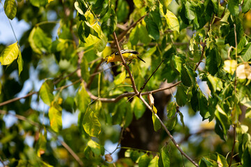 Common Iora