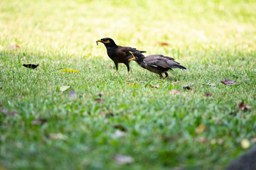 Myna family