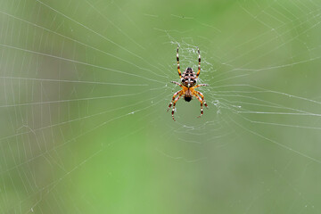 Spider in a web in the forest on a green background.