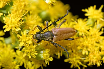 Foto op Plexiglas Red-brown longhorn beetle // Gemeiner Bockkäfer, Rothalsbock (Stictoleptura rubra)  © bennytrapp