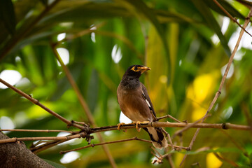 Common Myna