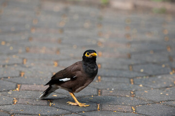 Common Myna