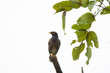 Common Myna