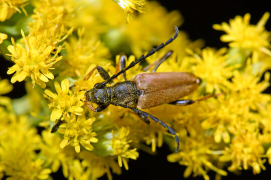 Red-brown longhorn beetle // Gemeiner Bockkäfer, Rothalsbock (Stictoleptura rubra) 