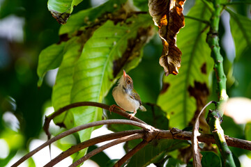 Common Tailorbird