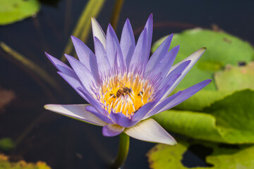 close up lotus