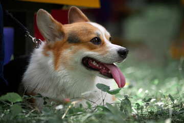 dog corgi breed lies in the grass. Portrait of a corgi.