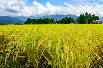 霊峰八海山を望む、日本有数の米処、新潟県南魚沼の収穫前の黄金色が美しい田園風景