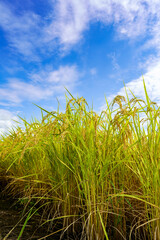 秋らしい爽やかな青空が広がる日本有数の米処新潟県南魚沼の秋の田園風景