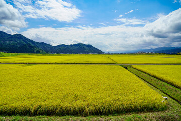 米処、新潟県南魚沼の収穫前の黄金色の大地