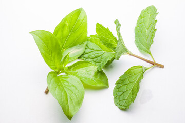 mint leaves and Sweet Basil