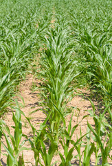 Klimaerwärmung - junge Maispflanzen auf einem ausgetrockneten Feld
