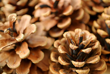 Closeup group of natural dry pine cones with selective focus
