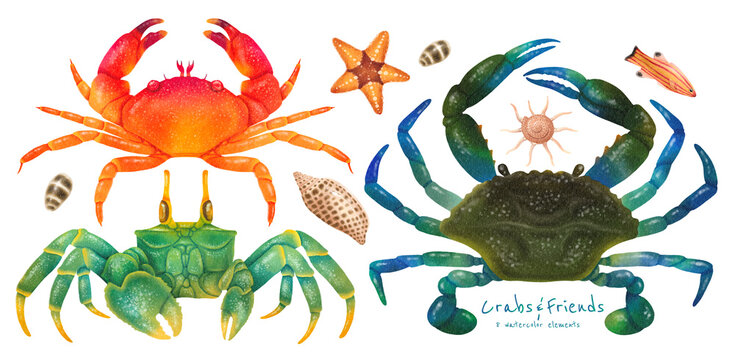 Set of sea crab watercolor hand painted