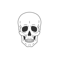 Human anatomical skull. Line drawing. Vector illustration
