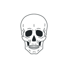Human anatomical skull. Line drawing. Vector illustration