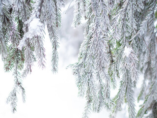 Lush spruce or pine branches in the forest are covered with snow and frost,