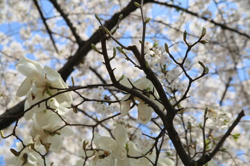 꽃 봄 벚꽃 한국