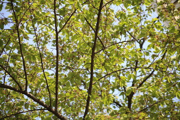 Obraz premium 나무 봄