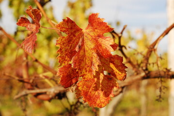 Autumn leaf color is a phenomenon that affects the normal green leaves of many deciduous trees and shrubs by which they take on, during a few weeks in the autumn season, various shades of yellow, oran