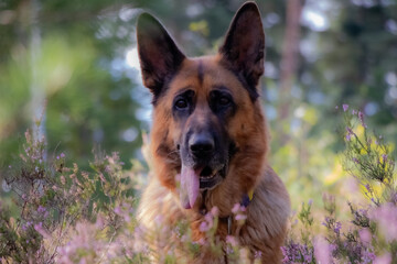 In the autumn forest, in a heather meadow, a tired dog rests