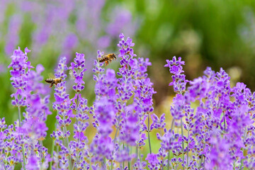 Two bees collecting honey from lavender flowers