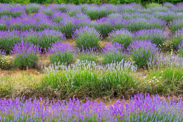 Blue lavender herb at the end of summer season