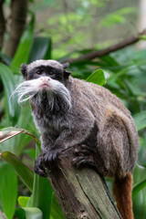 Emperor tamarin (Saguinus imperator), a New World monkey found in the Amazon basin