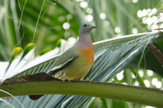 Pink-necked Green Pigeon perched in tree (Treron vernans)