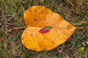 Yellow and red autumn leaves on the ground
