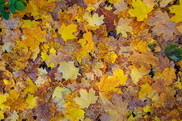 Autumn background texture, fallen leaves covering the ground