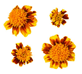 Set of orang e and red marigold flowers isolated