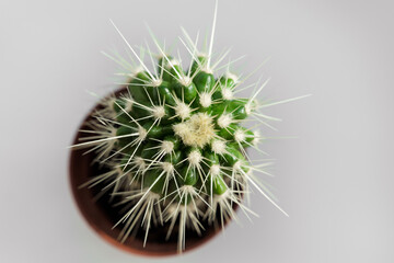 top view. a small potted cactus on a gray background. houseplants.
