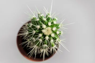 Zelfklevend Fotobehang top view. a small potted cactus on a gray background. houseplants. © andrey