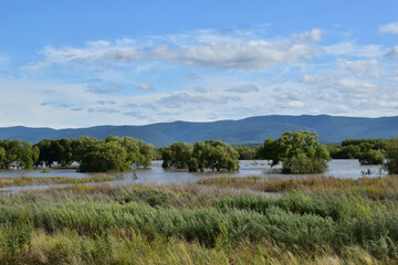 View of a pond with flooded trees and various grasses. Blue sky with clouds. Dark blue hills in the distance.
