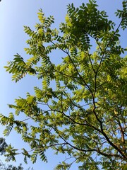 Obraz premium green leaves against blue sky