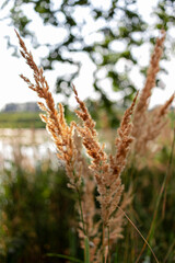 Krzaki © Rafal Kopec Photo 