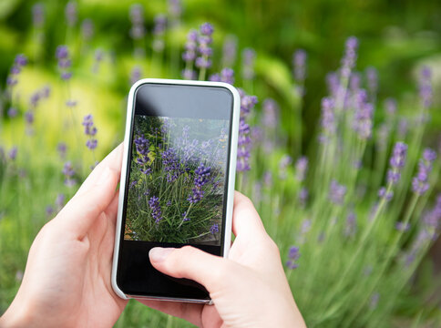 Girl taking pictures of lavender flowers