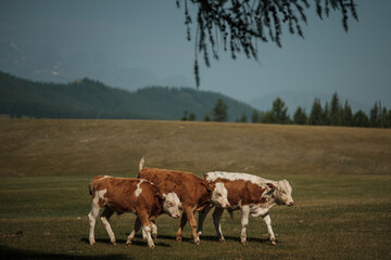 Fototapeta na wymiar Cows grazing in summer in a meadow in the Altai Mountains