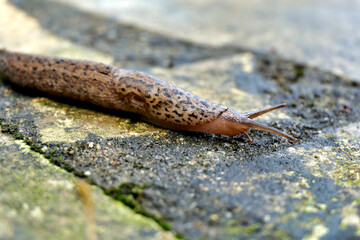 Leopard slug ( Limax maximus) crawling along a terrace. Known to be one of the largest keeled slugs.
