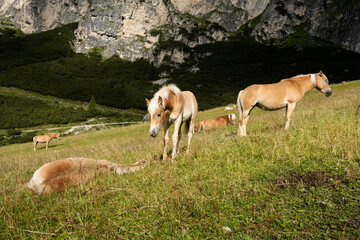 Obraz na płótnie Canvas Grazing horses in summer on the italian alps mountains