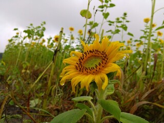 sunflower in the field
