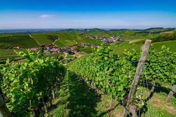 Fototapeta na wymiar The path in the German vineyards in Durbach in the Black Forest on a sunny summer day 