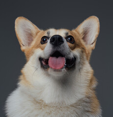 Cute puppy with opened mouth against gray background
