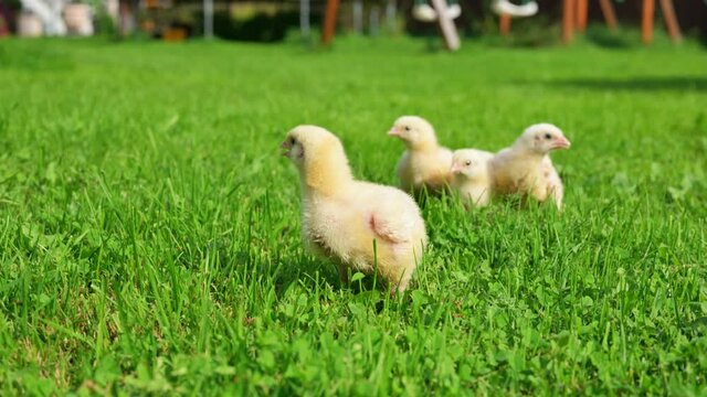 Newborn broiler chicks are walking on green grass for the first time.