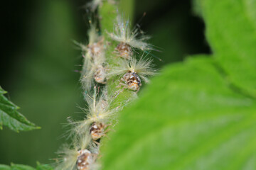 natural Passionvine hopper insect macro photo